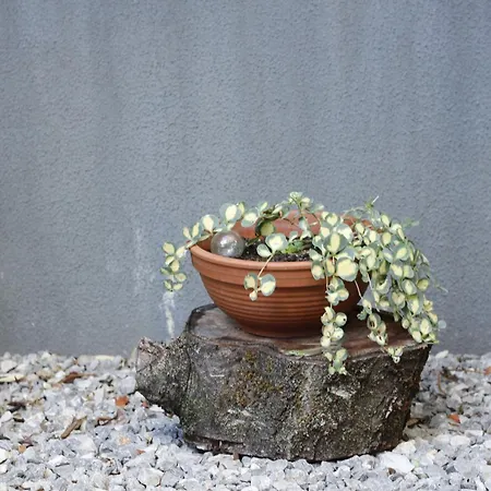 شقة Charming Terrace