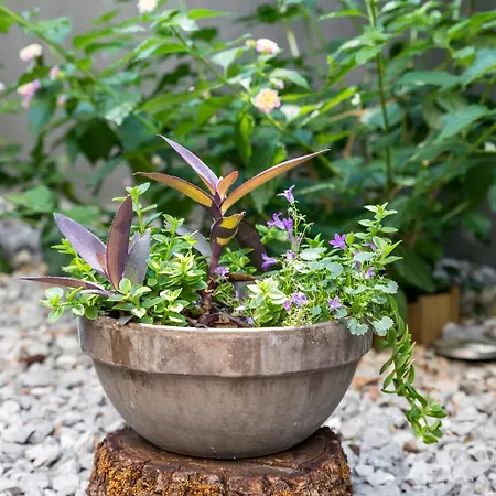 Charming Terrace Apartman